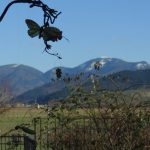 Blick zum schneebedeckten Belchen